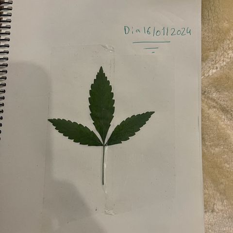 Habibi PT growlog timeline photo