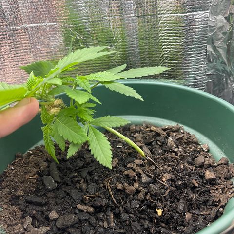 Habibi PT growlog timeline photo