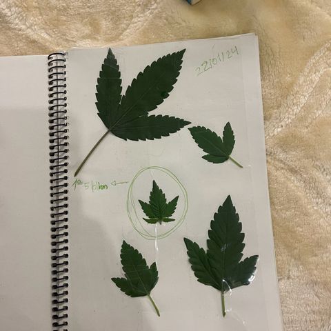Habibi PT growlog timeline photo