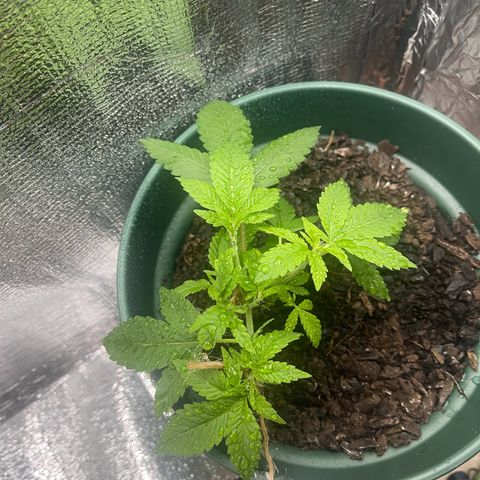 Habibi PT growlog timeline photo