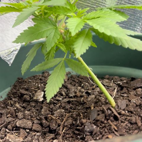 Habibi PT growlog timeline photo