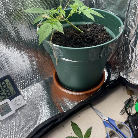 Habibi PT growlog timeline photo
