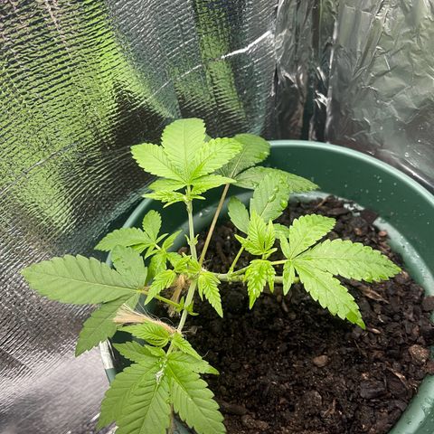 Habibi PT growlog timeline photo