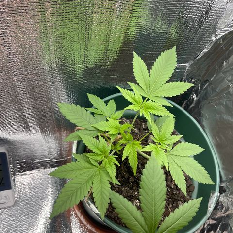 Habibi PT growlog timeline photo