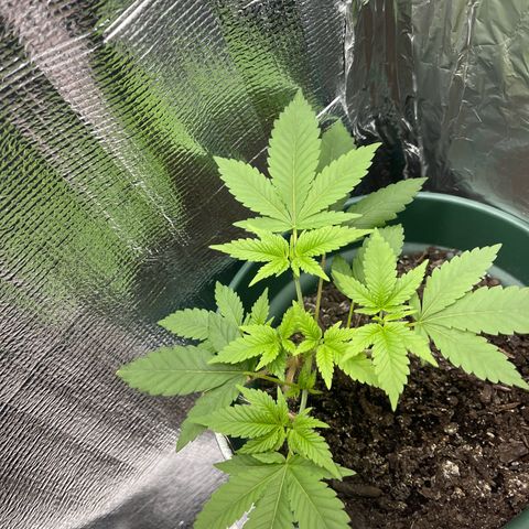 Habibi PT growlog timeline photo