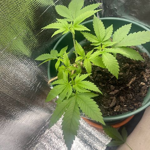 Habibi PT growlog timeline photo