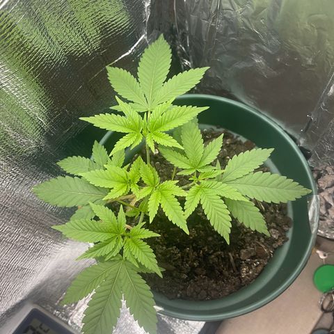 Habibi PT growlog timeline photo