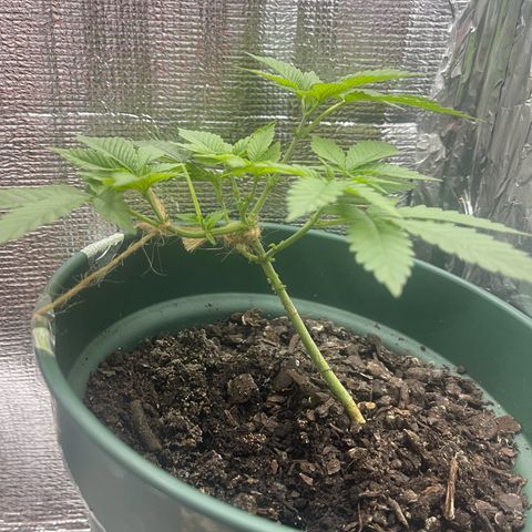 Habibi PT growlog timeline photo