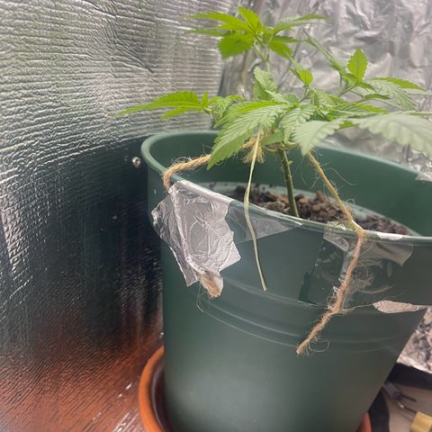 Habibi PT growlog timeline photo
