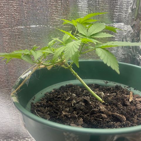 Habibi PT growlog timeline photo