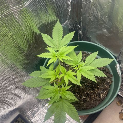 Habibi PT growlog timeline photo