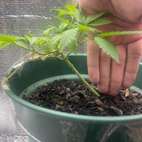 Habibi PT growlog timeline photo