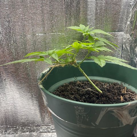 Habibi PT growlog timeline photo