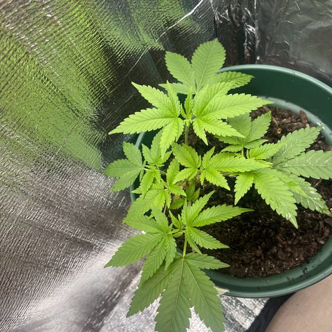 Habibi PT growlog timeline photo