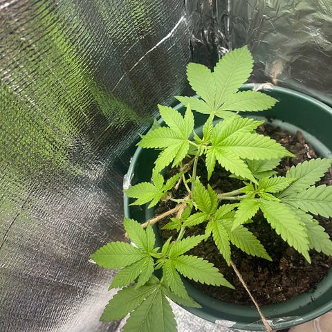 Habibi PT growlog timeline photo