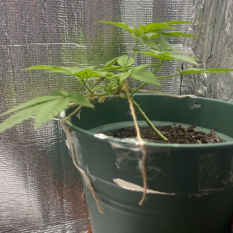 Habibi PT growlog timeline photo