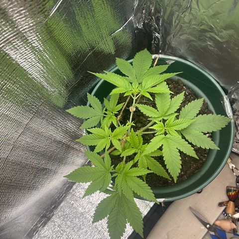 Habibi PT growlog timeline photo