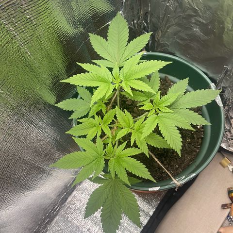 Habibi PT growlog timeline photo