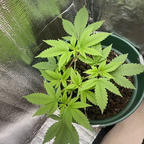 Habibi PT growlog timeline photo