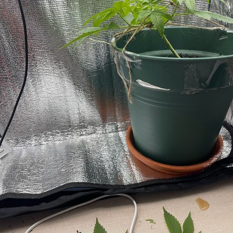 Habibi PT growlog timeline photo