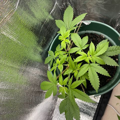 Habibi PT growlog timeline photo