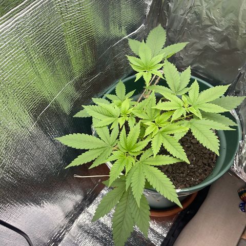 Habibi PT growlog timeline photo