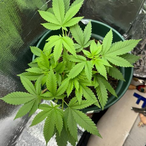 Habibi PT growlog timeline photo