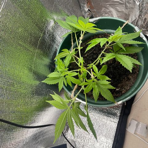 Habibi PT growlog timeline photo