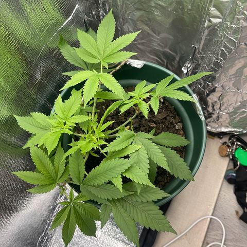 Habibi PT growlog timeline photo