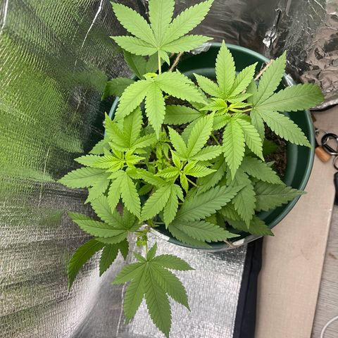 Habibi PT growlog timeline photo