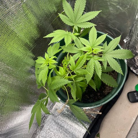 Habibi PT growlog timeline photo
