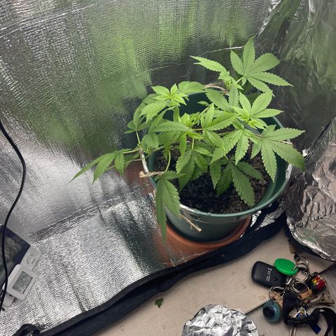 Habibi PT growlog timeline photo