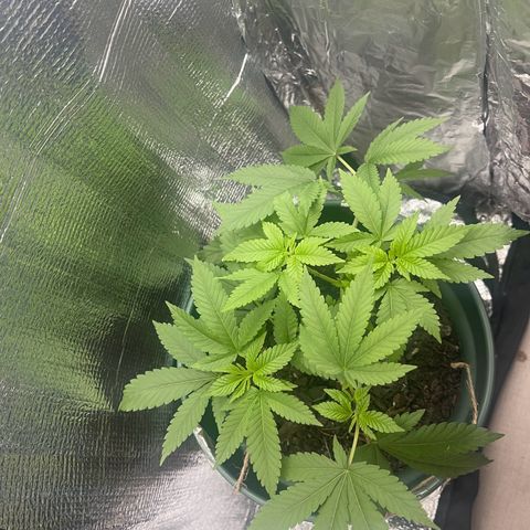 Habibi PT growlog timeline photo