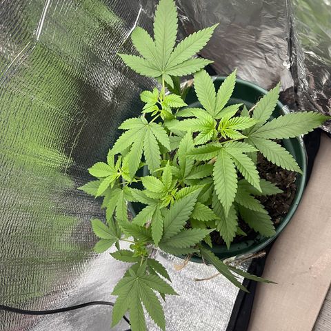 Habibi PT growlog timeline photo