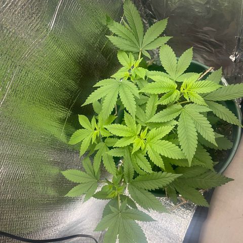 Habibi PT growlog timeline photo