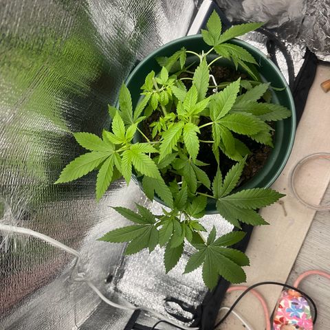 Habibi PT growlog timeline photo