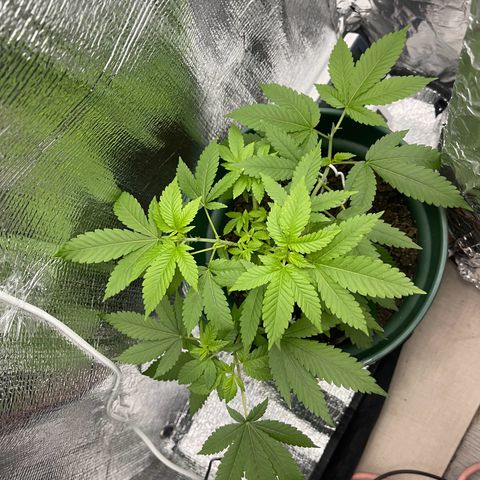 Habibi PT growlog timeline photo
