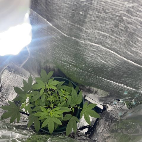 Habibi PT growlog timeline photo