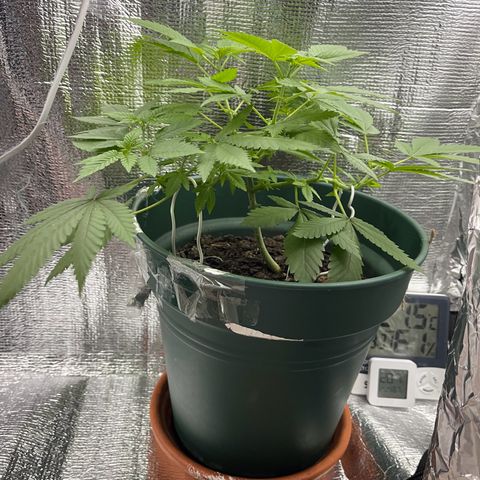 Habibi PT growlog timeline photo