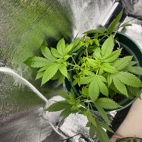 Habibi PT growlog timeline photo