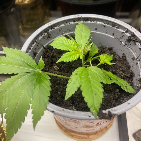 Habibi PT growlog timeline photo