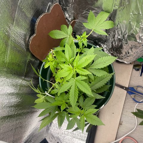 Habibi PT growlog timeline photo