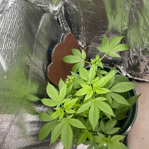 Habibi PT growlog timeline photo