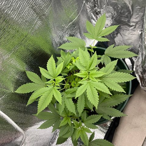 Habibi PT growlog timeline photo