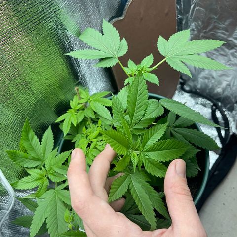 Habibi PT growlog timeline photo