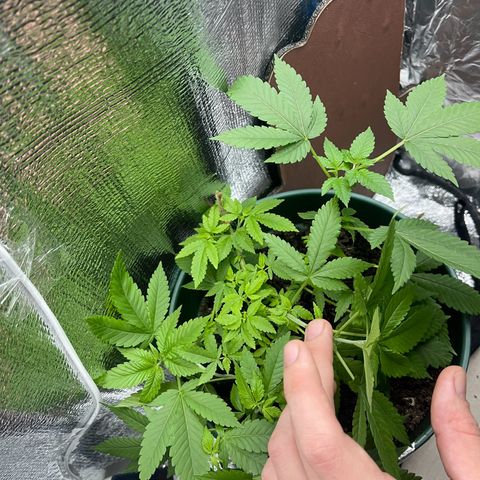 Habibi PT growlog timeline photo
