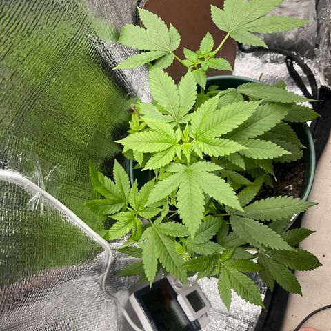 Habibi PT growlog timeline photo