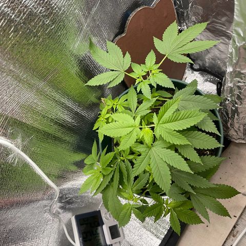 Habibi PT growlog timeline photo
