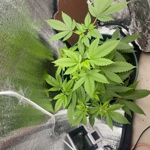 Habibi PT growlog timeline photo