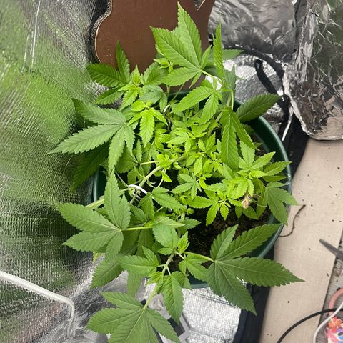 Habibi PT growlog timeline photo
